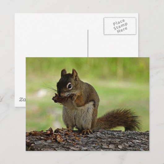 Eekhoorn Briefkaart (Voorkant / Achterkant)