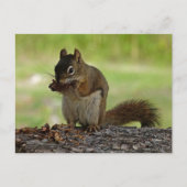 Eekhoorn Briefkaart (Voorkant)