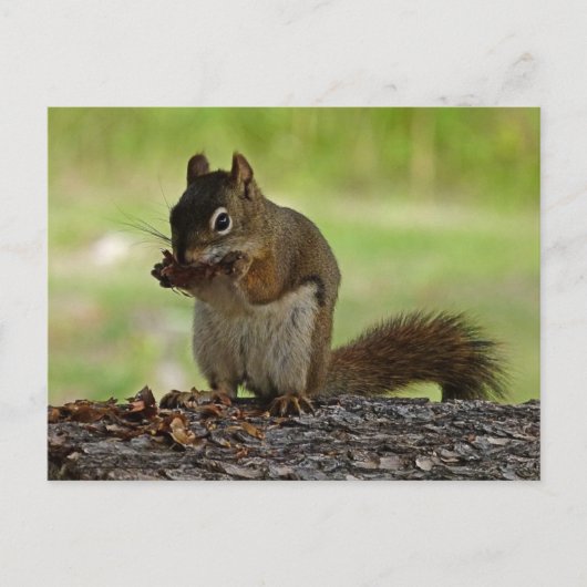 Eekhoorn Briefkaart (Voorkant)