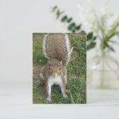 eekhoorn briefkaart (Staand voorkant)