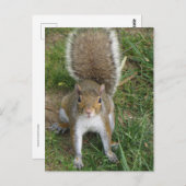 eekhoorn briefkaart (Voorkant / Achterkant)