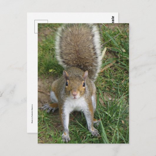 eekhoorn briefkaart (Voorkant / Achterkant)