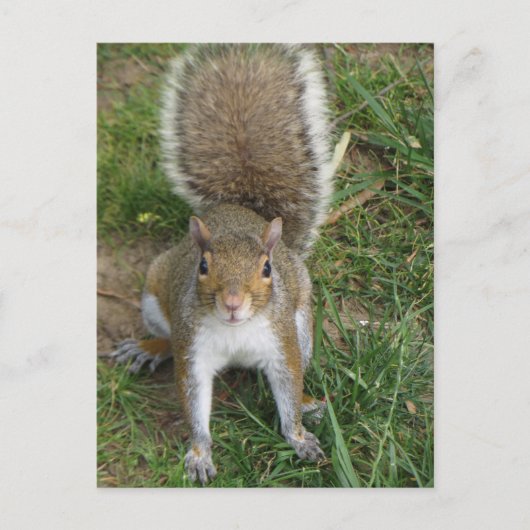 eekhoorn briefkaart (Voorkant)