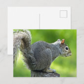 eekhoorn briefkaart (Voorkant / Achterkant)