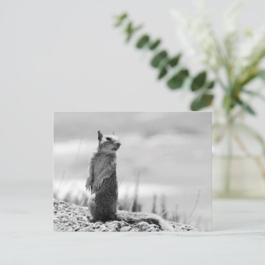 eekhoorn briefkaart (Staand voorkant)