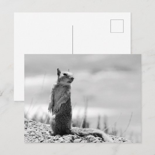 eekhoorn briefkaart (Voorkant / Achterkant)