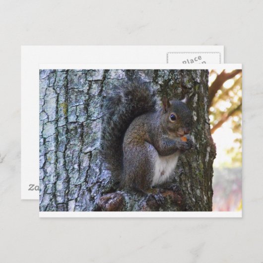 Eekhoorn Briefkaart (Voorkant / Achterkant)