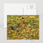 eekhoorn briefkaart (Voorkant / Achterkant)