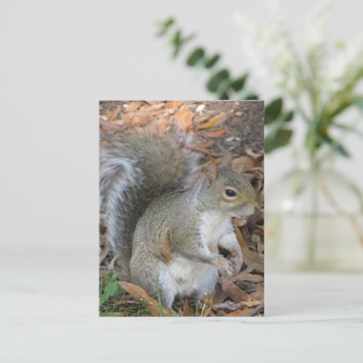 eekhoorn briefkaart (Staand voorkant)