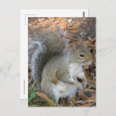 eekhoorn briefkaart (Voorkant / Achterkant)