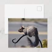 eekhoorn briefkaart (Voorkant / Achterkant)