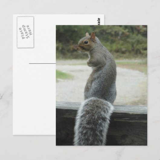 eekhoorn briefkaart (Voorkant / Achterkant)