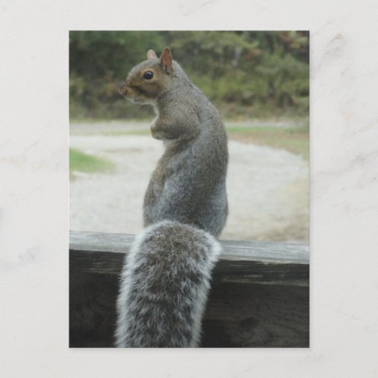 eekhoorn briefkaart (Voorkant)