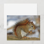 eekhoorn briefkaart (Voorkant / Achterkant)