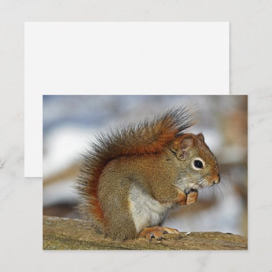 eekhoorn briefkaart (Voorkant / Achterkant)