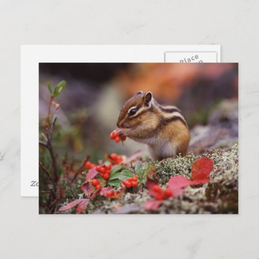 eekhoorn briefkaart (Voorkant / Achterkant)