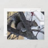 Eekhoorn/Briefkaart cichorei Briefkaart (Voorkant / Achterkant)