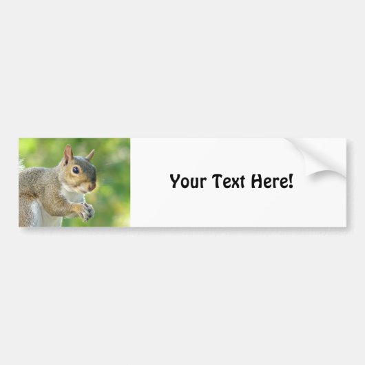 Eekhoorn bumpersticker (Voorkant)
