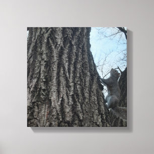 eekhoorn canvas afdruk