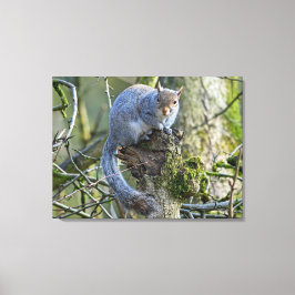 eekhoorn canvas afdruk