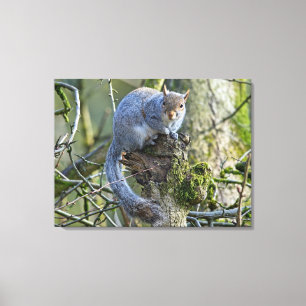 eekhoorn canvas afdruk