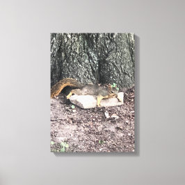 eekhoorn canvas afdruk