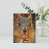 Eekhoorn Closeup with Nut 2 Briefkaart (Staand voorkant)