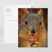 Eekhoorn Closeup with Nut 2 Briefkaart (Voorkant / Achterkant)