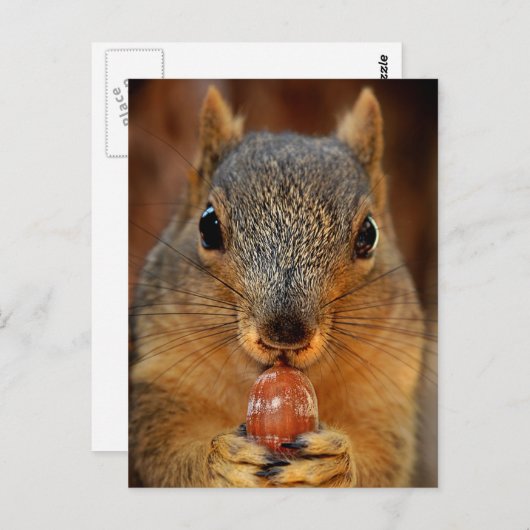Eekhoorn Closeup with Nut 2 Briefkaart (Voorkant / Achterkant)