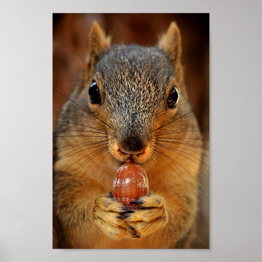 Eekhoorn Closeup with Nut 2 Poster (Voorkant)
