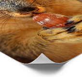 Eekhoorn Closeup with Nut 2 Poster (Hoek)