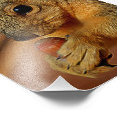Eekhoorn Closeup with Nut Foto Afdruk (Hoek)