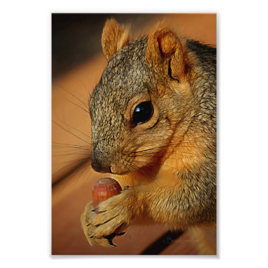 Eekhoorn Closeup with Nut Foto Afdruk (Voorkant)