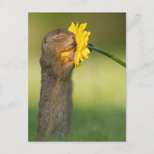 Eekhoorn die een bloem ruikt briefkaart