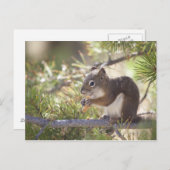 Eekhoorn die een dennenkegel 2 eet briefkaart (Voorkant / Achterkant)