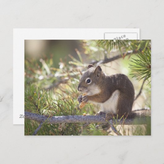 Eekhoorn die een dennenkegel 2 eet briefkaart (Voorkant / Achterkant)