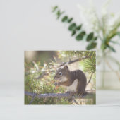Eekhoorn die een dennenkegel 2 eet briefkaart (Staand voorkant)
