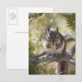 Eekhoorn die een dennenkegel eet briefkaart (Voorkant / Achterkant)