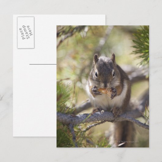 Eekhoorn die een dennenkegel eet briefkaart (Voorkant / Achterkant)