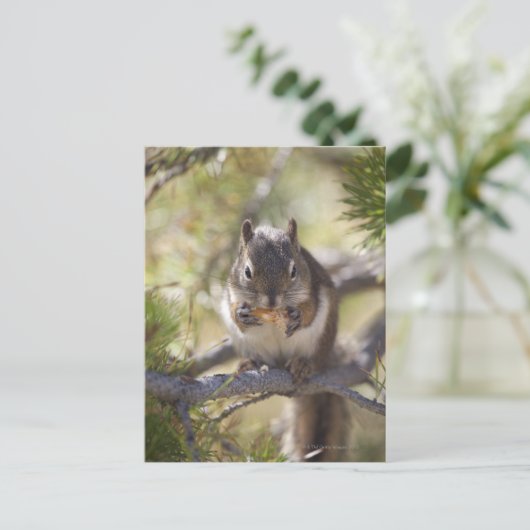 Eekhoorn die een dennenkegel eet briefkaart (Staand voorkant)