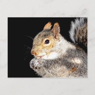 Eekhoorn die een noot eet briefkaart