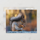 Eekhoorn die koekjes eet briefkaart (Voorkant / Achterkant)