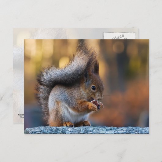 Eekhoorn die koekjes eet briefkaart (Voorkant / Achterkant)