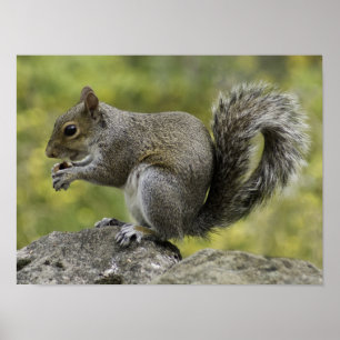 Eekhoorn die op een rots eet poster