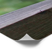 Eekhoorn Drink een cocktail bij Happy Hour Poster (Hoek)