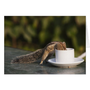 Eekhoorn drink van koffiebeker op Indiaas