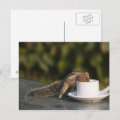 Eekhoorn drink van koffiebeker op Indiaas Briefkaart (Voorkant / Achterkant)