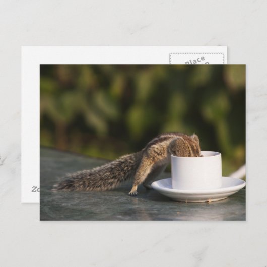 Eekhoorn drink van koffiebeker op Indiaas Briefkaart (Voorkant / Achterkant)