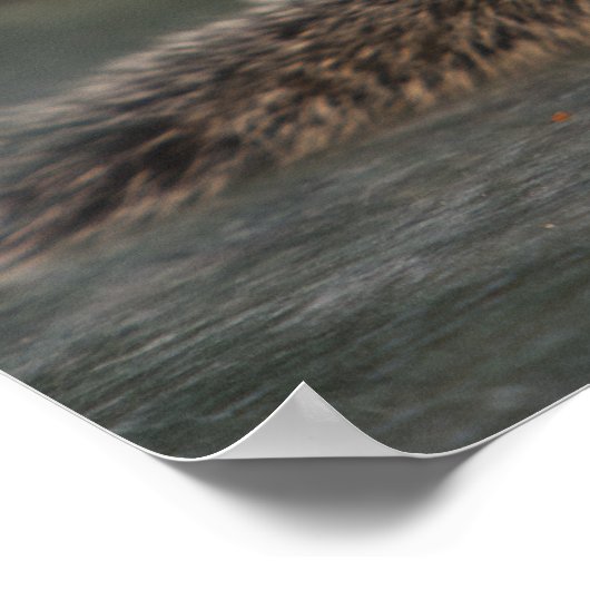 Eekhoorn drink van koffiebeker op Indiaas Poster (Hoek)