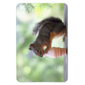 Eekhoorn Een ijsklok eten Magneet (Verticaal)